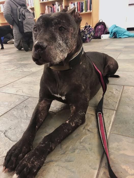 Mr PitBull tweet media