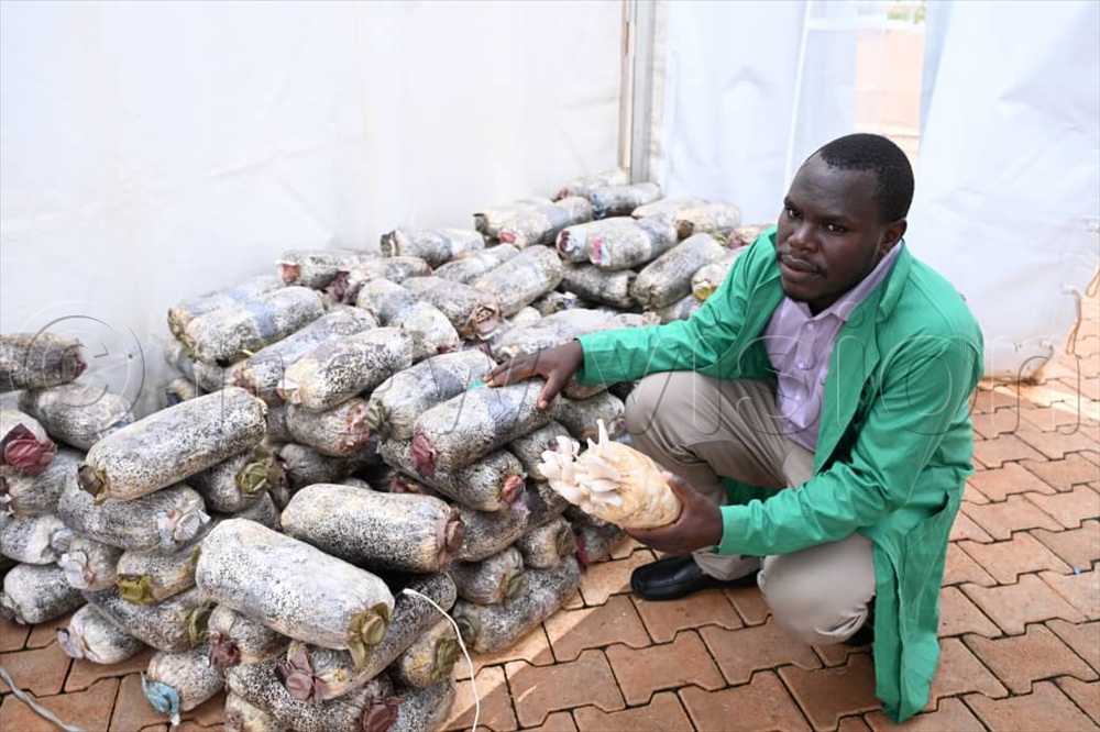 newvisionwire's tweet photo. Abel Kiddu, an expert mushroom grower, has explained how lucrative mushroom growing has become because consumers are increasingly becoming health-conscious and mindful of what they eat.
DETAILS ๐๐ฝ#VisionUpdate #HarvestMoney
https://t.co/oSEJcdhQ8Y https://t.co/ZqIeapAdLC