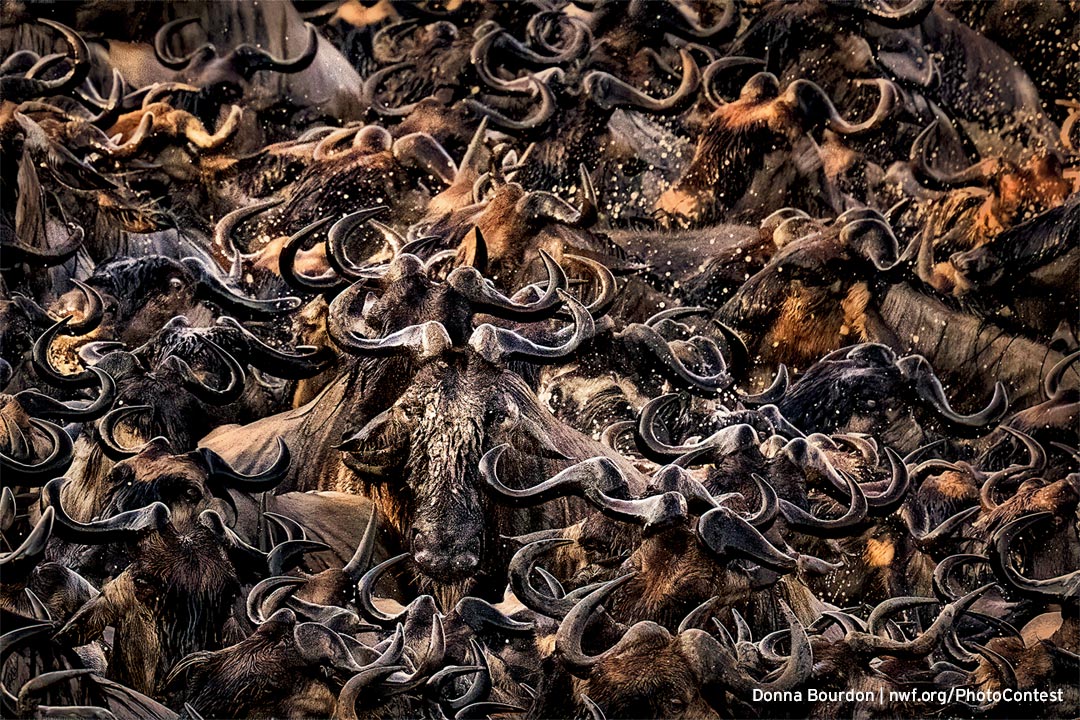 National Wildlife Federation tweet media