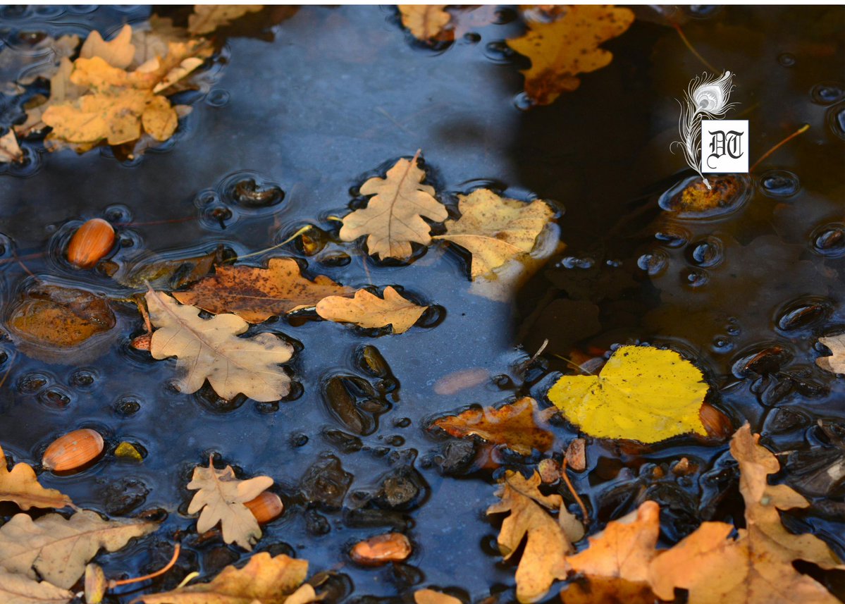 DifferentTruths tweet media