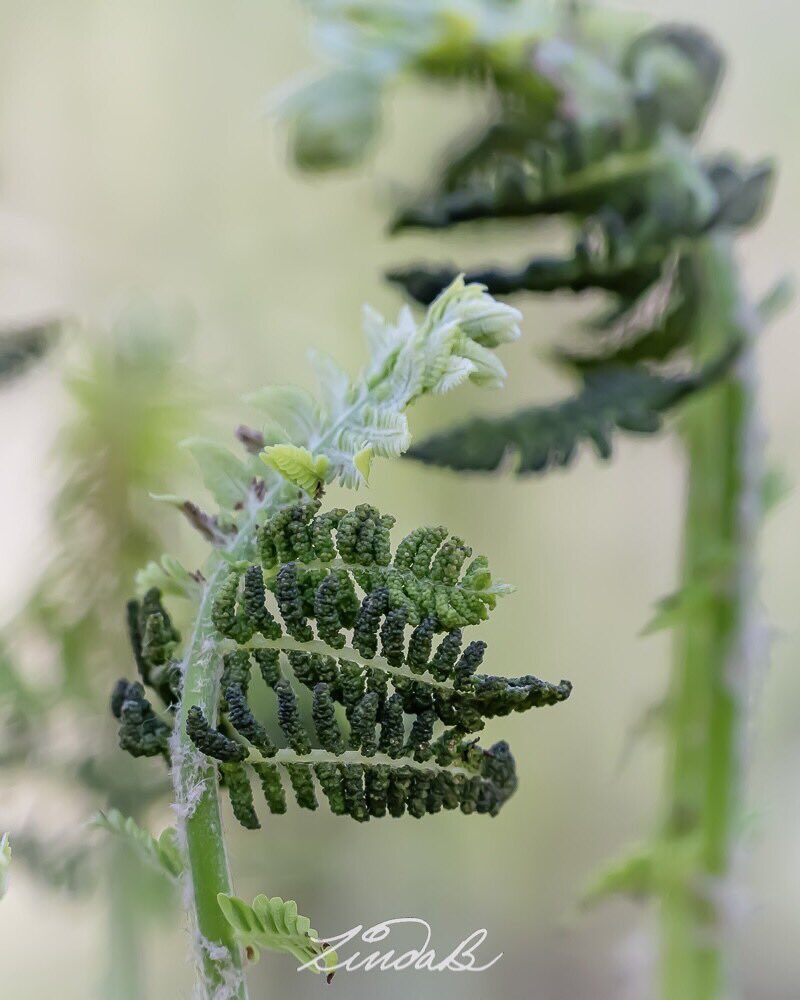 Ladyhamiltonart tweet media