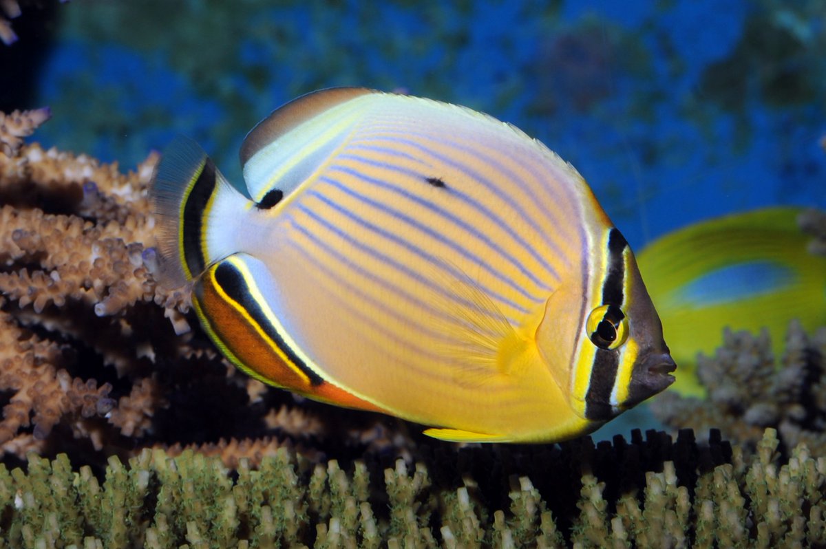 ゆぱ @XRPArmy🇯🇵 tweet media