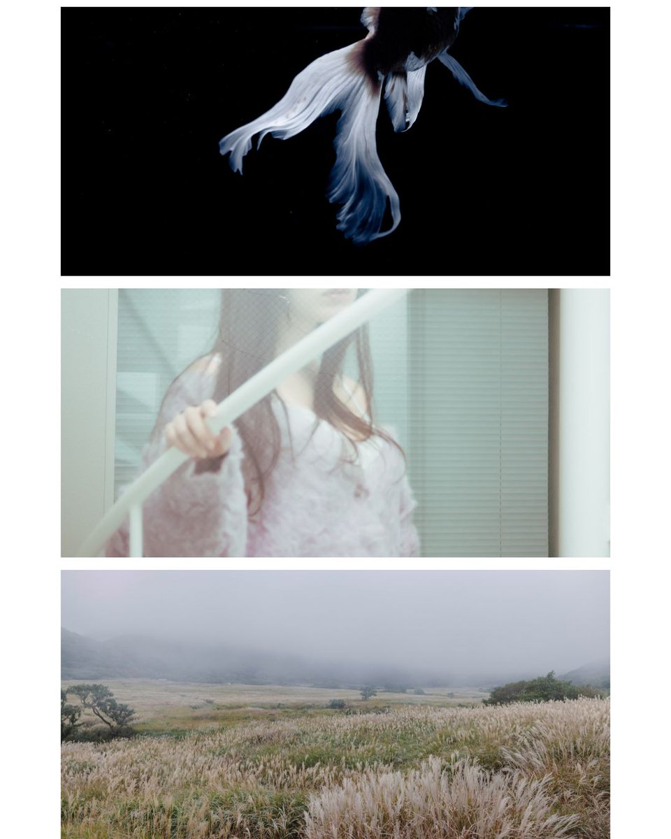 シマ・シマ子🦓📷 tweet media