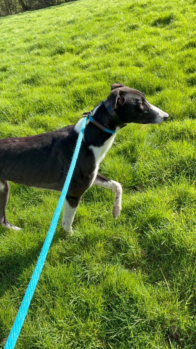 westcountry greyhound kennels tweet media