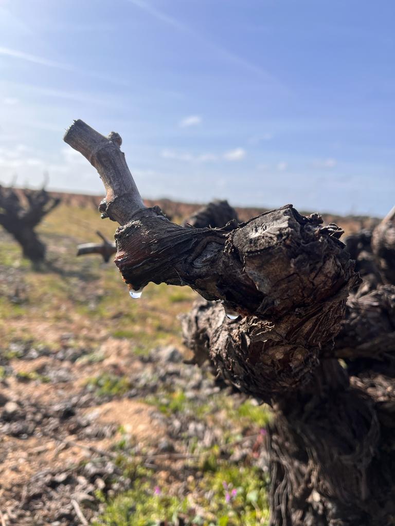 D.O. Toro tweet media