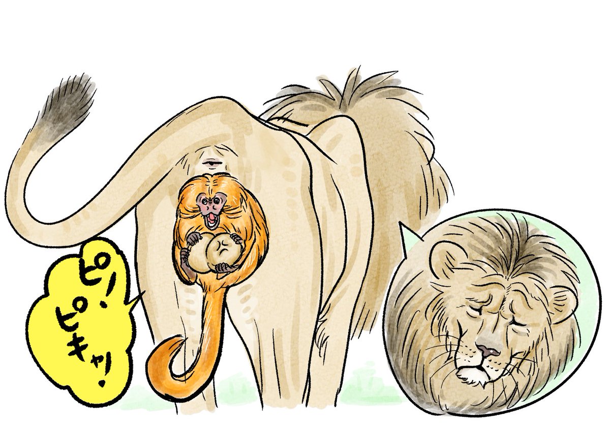金玉の支配権をゴールデンライオンタマリンに奪われて困り果てているライオン