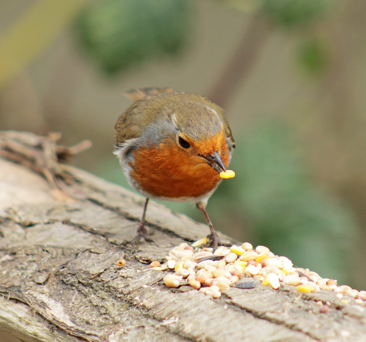 MorvienR's tweet image. It was a breezy cloudy #Springwatch day today with some sun🌥️as I took Lizzie for her daily walk🐶 around the public footpath through the Hampton's in #WorcesterPark Surrey🤓@Team4Nature2 @Natures_Voice @bbcweather @a_london_pigeon  @NationalRobin  @BBCSpringwatch @SeniorStaffy