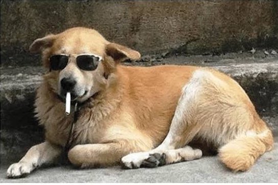 Cryptopsycho ($dog arc) tweet media