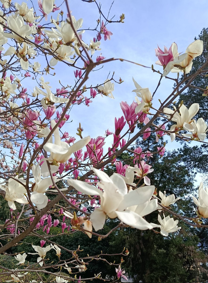le ragazze vedranno questo e piangeranno perché finalmente è di nuovo primavera (io sono le ragazze)