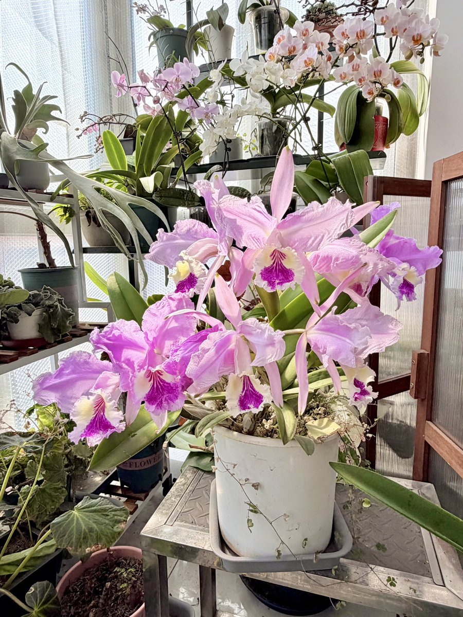 大坏狐狸 tweet media