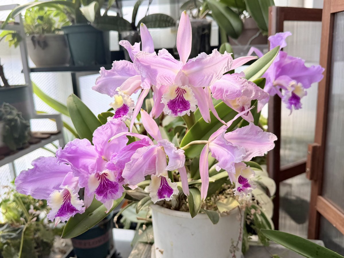 大坏狐狸 tweet media