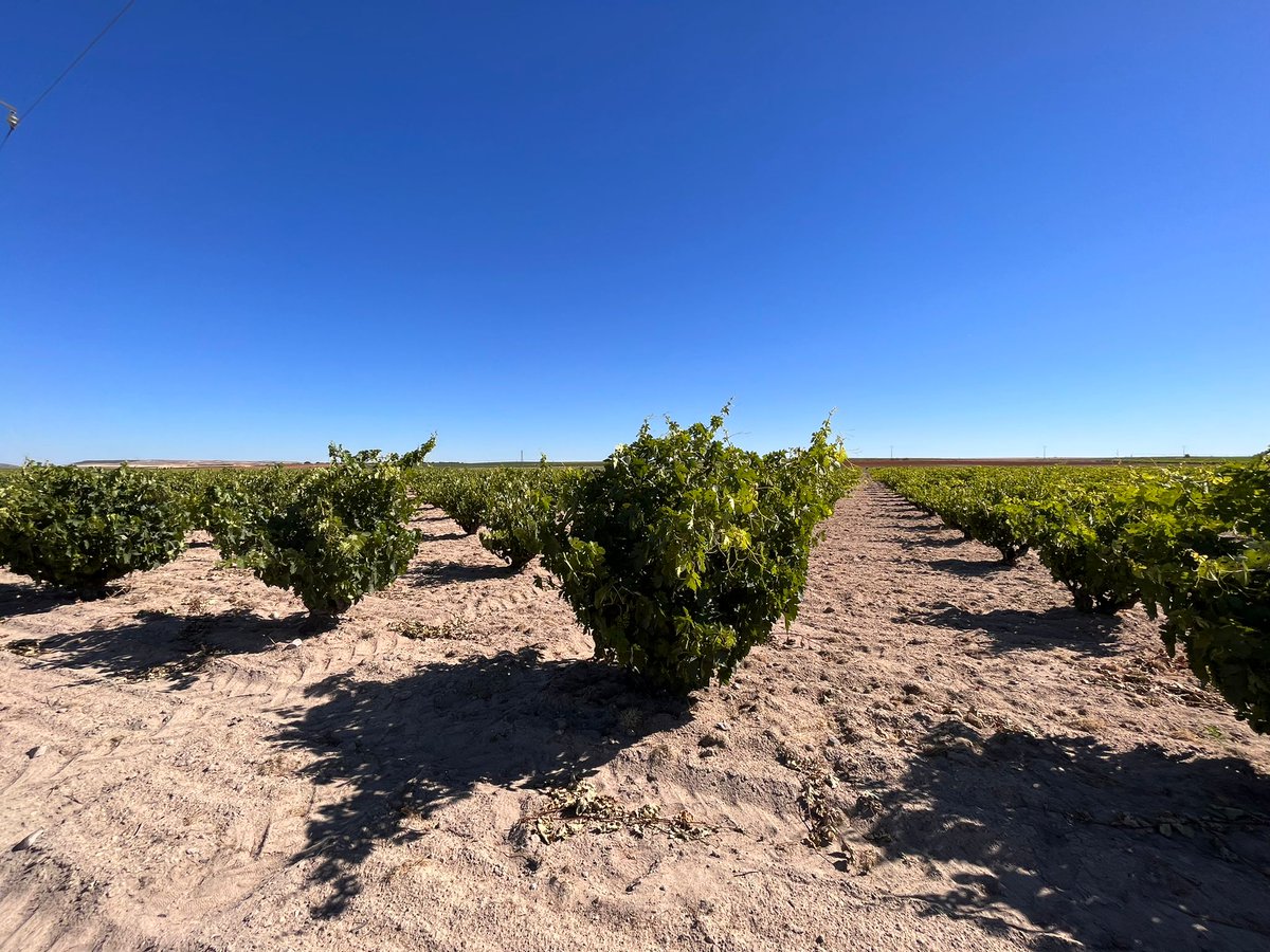 D.O. Toro tweet media