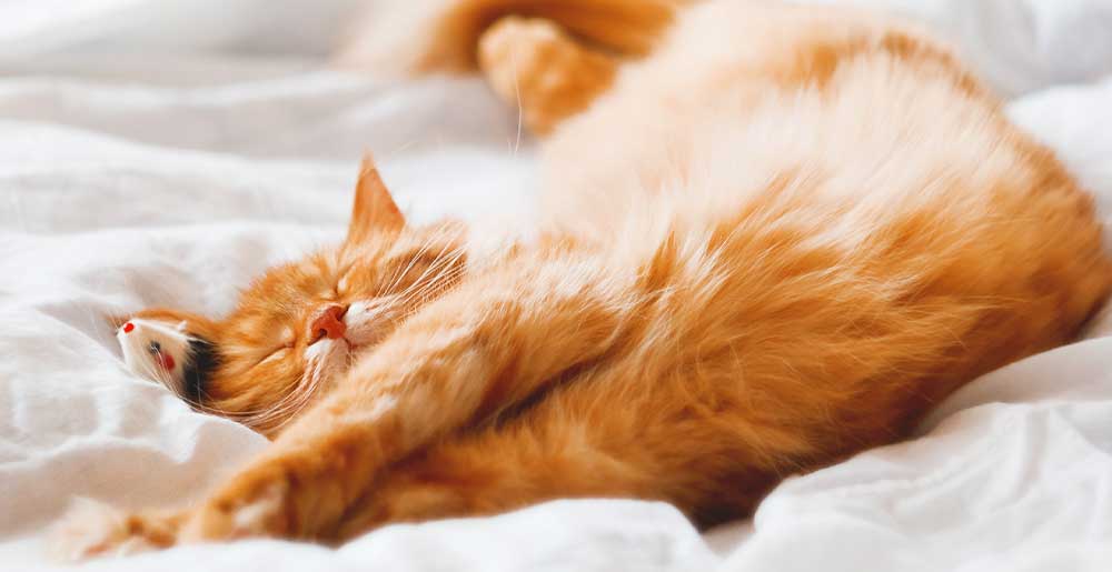 HealthyPawsPet's tweet photo. Why does your cat sleep like THAT? 🐱💤

1️⃣Ball shape = warmth seeker 🌡️
2️⃣Belly-up sprawl = ‘I feel safe!’ 🛌❤️
3️⃣Loaf mode = light snooze 🍞
4️⃣Face-paw tuck = deep sleep 😇
5️⃣Their Z’s reveal mood &amp; health! 🩺
Keep their nap zone cozy + check odd changes. 🛏️✨
#PetBehavior https://t.co/aI7wLtD3Y9