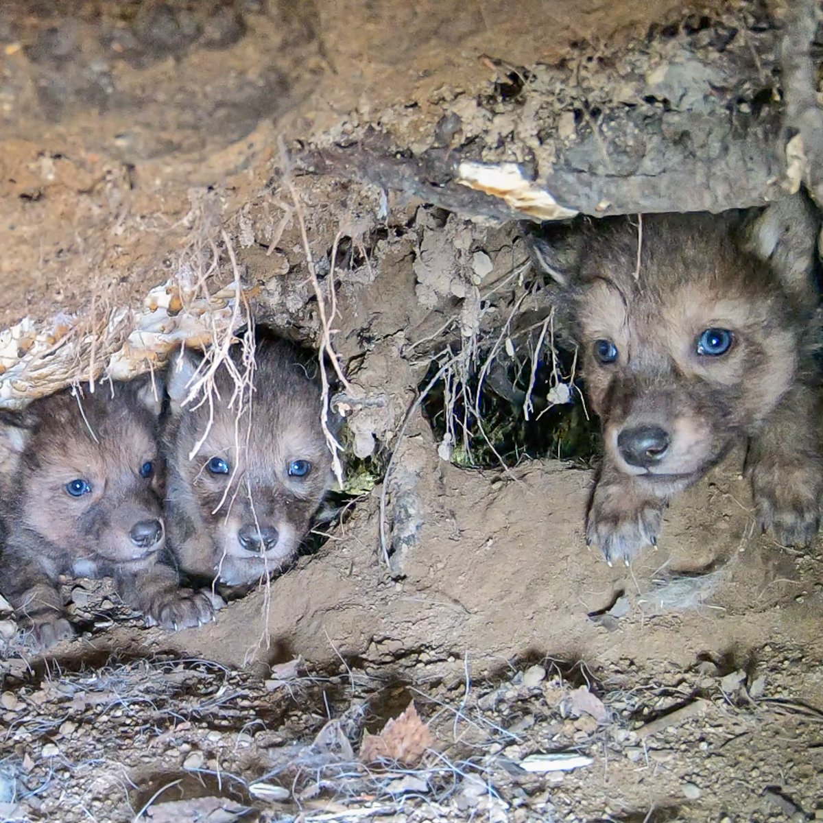 Voyageurs Wolf Project tweet media