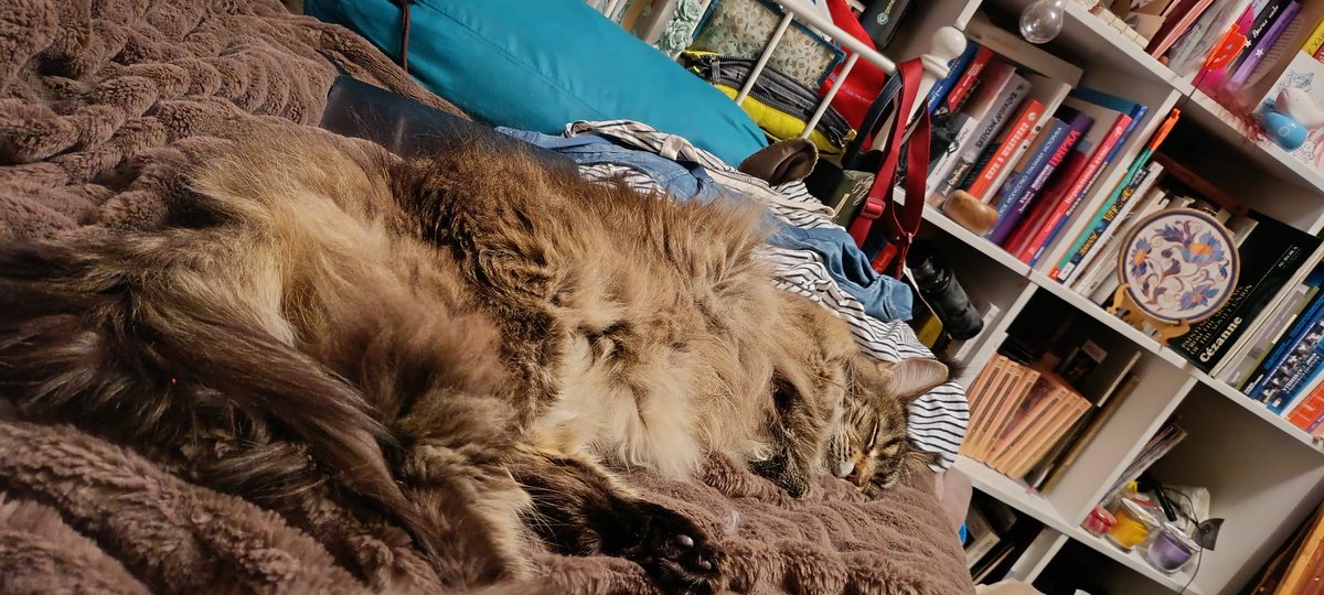 Это - кошечка Печенег сладко спит. 
И она не покупала билеты в Ош в отличии от меня 😄😄😄
Так что
1. Я увижу дедушкину родину! 
2. И родню 😱😱😱
3. И прибегу махать платочками непроданными потому что страшные деньги эти поездкии