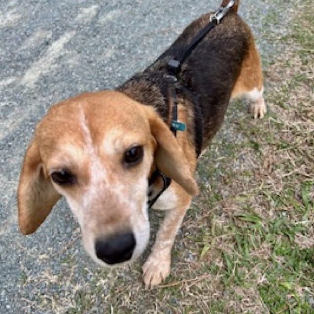 TriBeagles tweet media