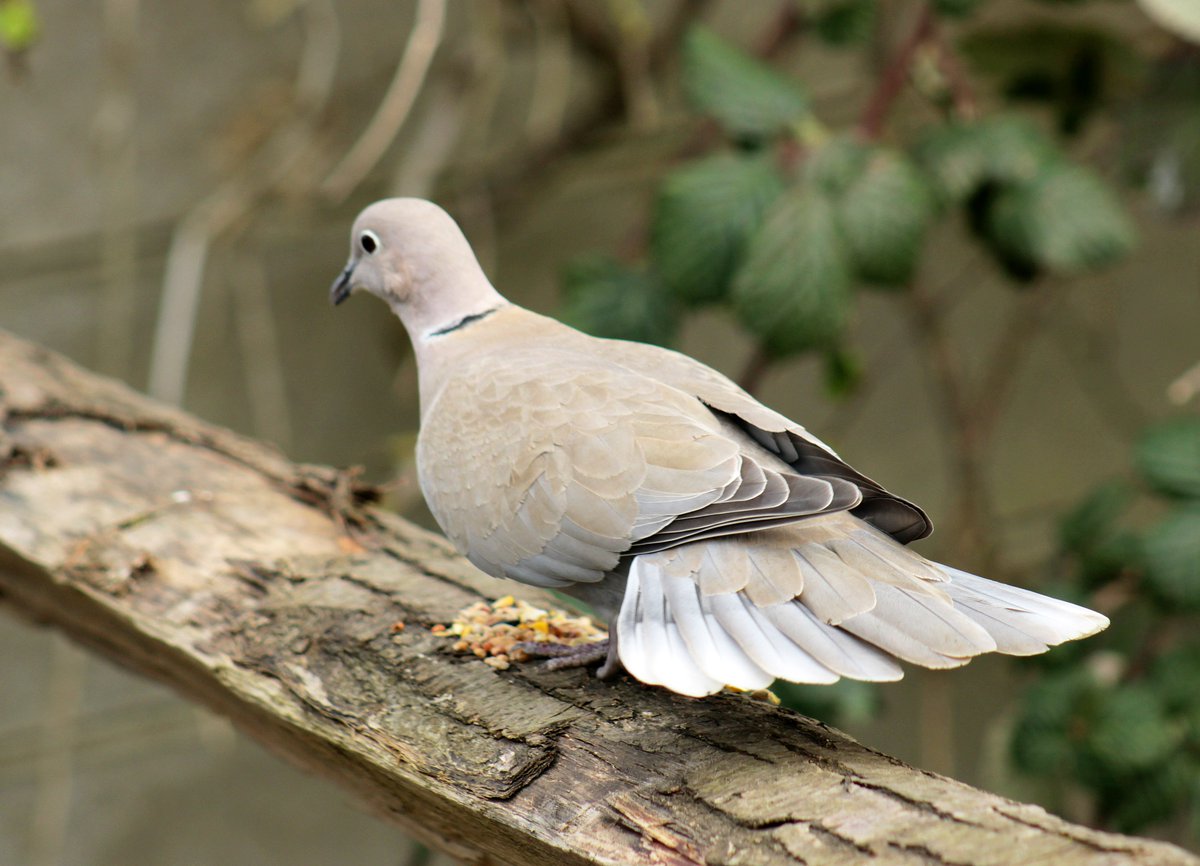 MorvienR's tweet image. It was a breezy cloudy #Springwatch day today with some sun🌥️as I took Lizzie for her daily walk🐶 around the public footpath through the Hampton's in #WorcesterPark Surrey🤓@Team4Nature2 @Natures_Voice @bbcweather @a_london_pigeon  @NationalRobin  @BBCSpringwatch @SeniorStaffy