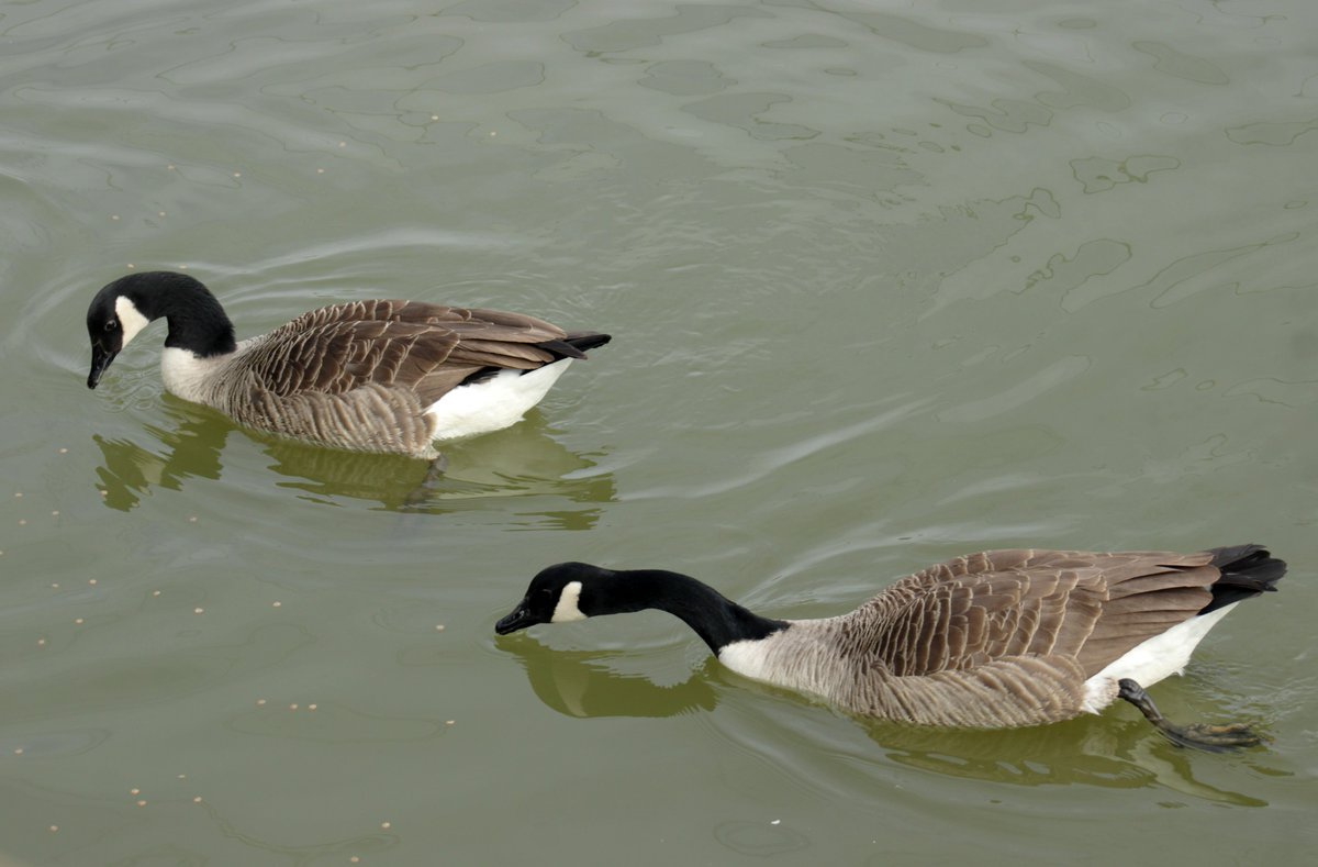 MorvienR's tweet image. It was a breezy cloudy #Springwatch day today with some sun🌥️as I took Lizzie for her daily walk🐶 around the public footpath through the Hampton's in #WorcesterPark Surrey🤓@Team4Nature2 @Natures_Voice @bbcweather @a_london_pigeon  @NationalRobin  @BBCSpringwatch @SeniorStaffy