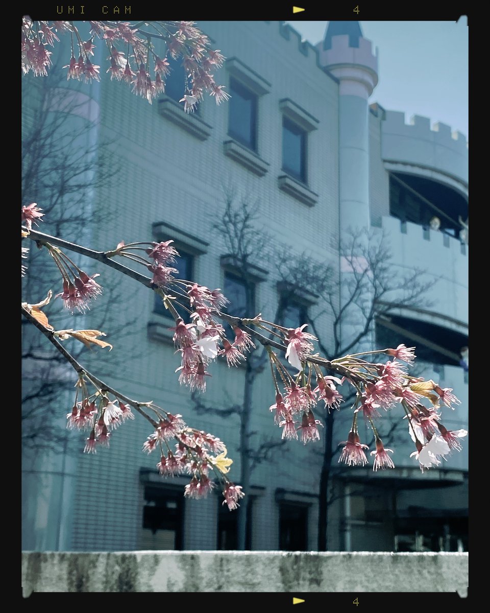umi_retro_snap's tweet image. Petali di sakura che cadono lentamente.

Primavera catturata su pellicola 120, formato medio.

#fotografia #pellicola #medioformato #filmphotography #sakura
---
umi Fotocamera: Foto e Video. Film Retrò
iPhone free app