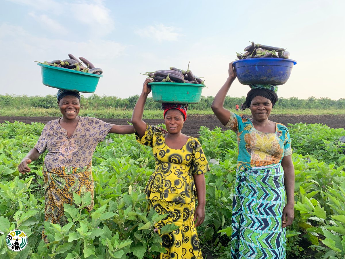 ongdpf1's tweet photo. Ces récoltes sont plus que des légumes.
Elles sont la preuve vivante de la #résilience des #femmes #rurales.
Dans les #champs d’amarante, choux et aubergines, l’espoir continue de grandir.

@FAORDCongo #DPF https://t.co/T1OecuaSW5