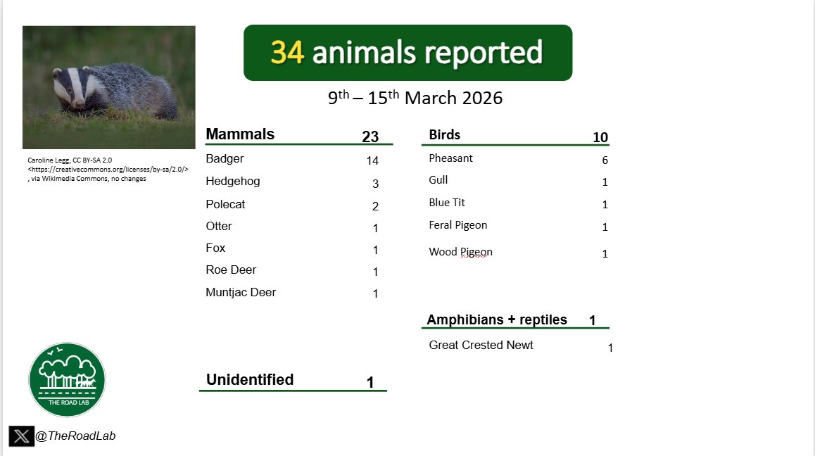 TheRoadLab's tweet image. The weekly #roadkillreport is out! We received 34 reports last week, with the most common report being badgers once again.

#citsci #roadkill #ukecology
