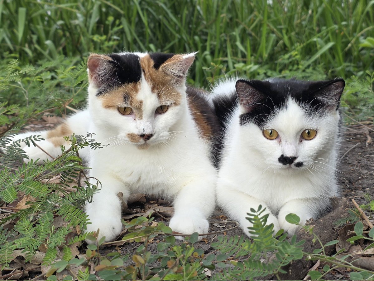 แมวทองมี กวีพเนจร tweet media