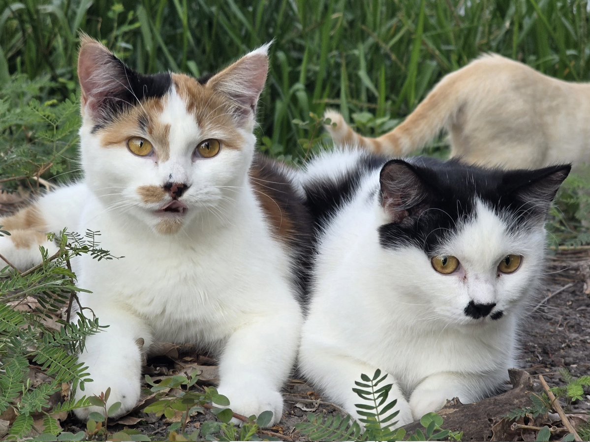 แมวทองมี กวีพเนจร tweet media