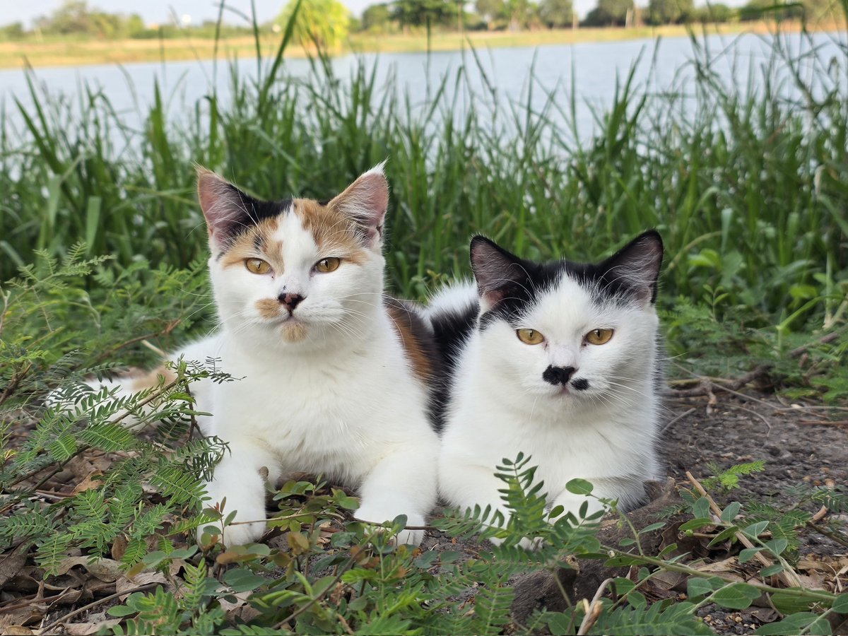 แมวทองมี กวีพเนจร tweet media