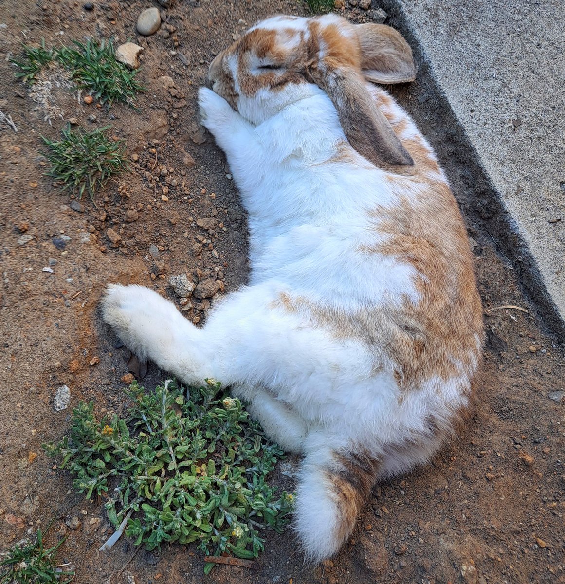 Flan Memorial 🥕🐇🍮🕊️ tweet media