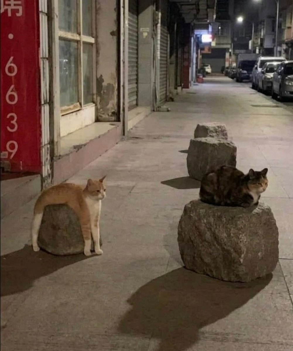 iki çeşit kedi vardır turuncular ve diğerleri