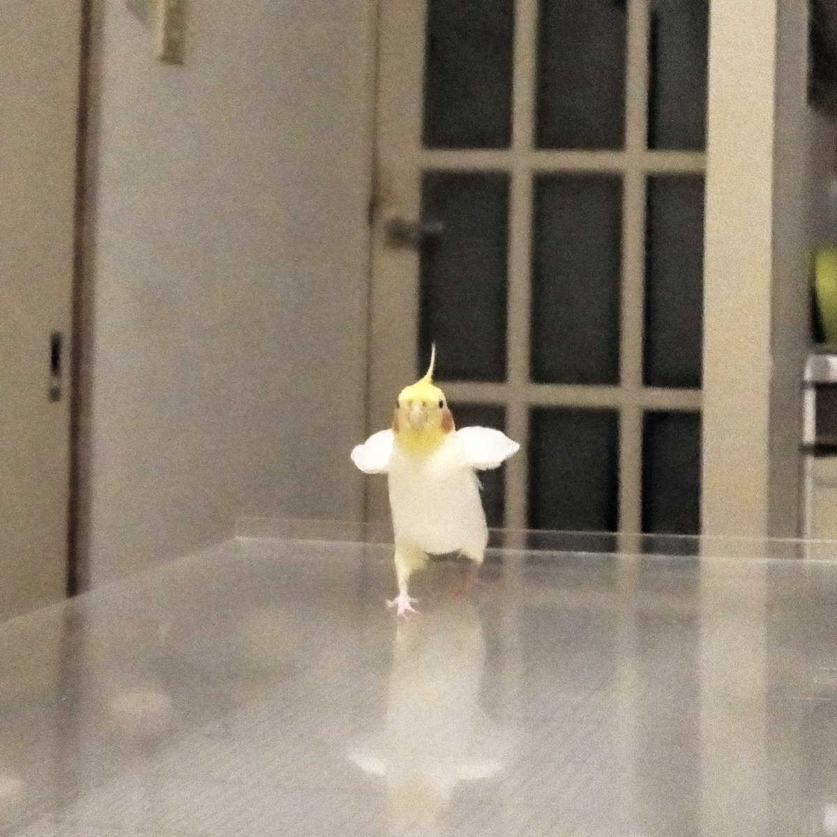 #無言で天使載せたら何RTくるか