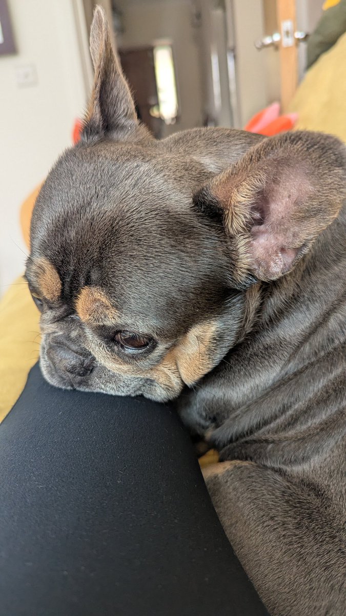 Tori Thaiga🐯🍳✧Foodie VtuberꔫMOE!Liveꔫ tweet media