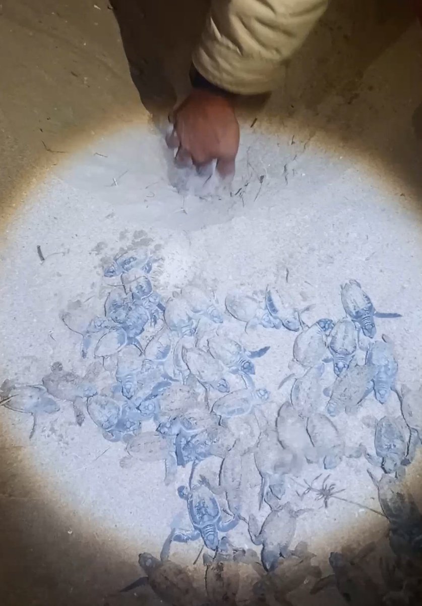 مركز رؤى للدراسات الاستراتيجية والاستشارات tweet media