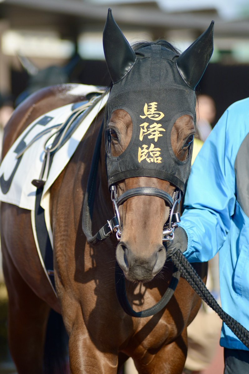 メンコ可愛くて思わず撮ってしまった🐴
｢馬降臨｣
なんとなく神降臨思い出して、孫思い出して、地下線思い出してヴィドール懐かしくなった元バンギャル🫡