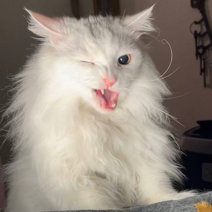 Thurston Waffles tweet media