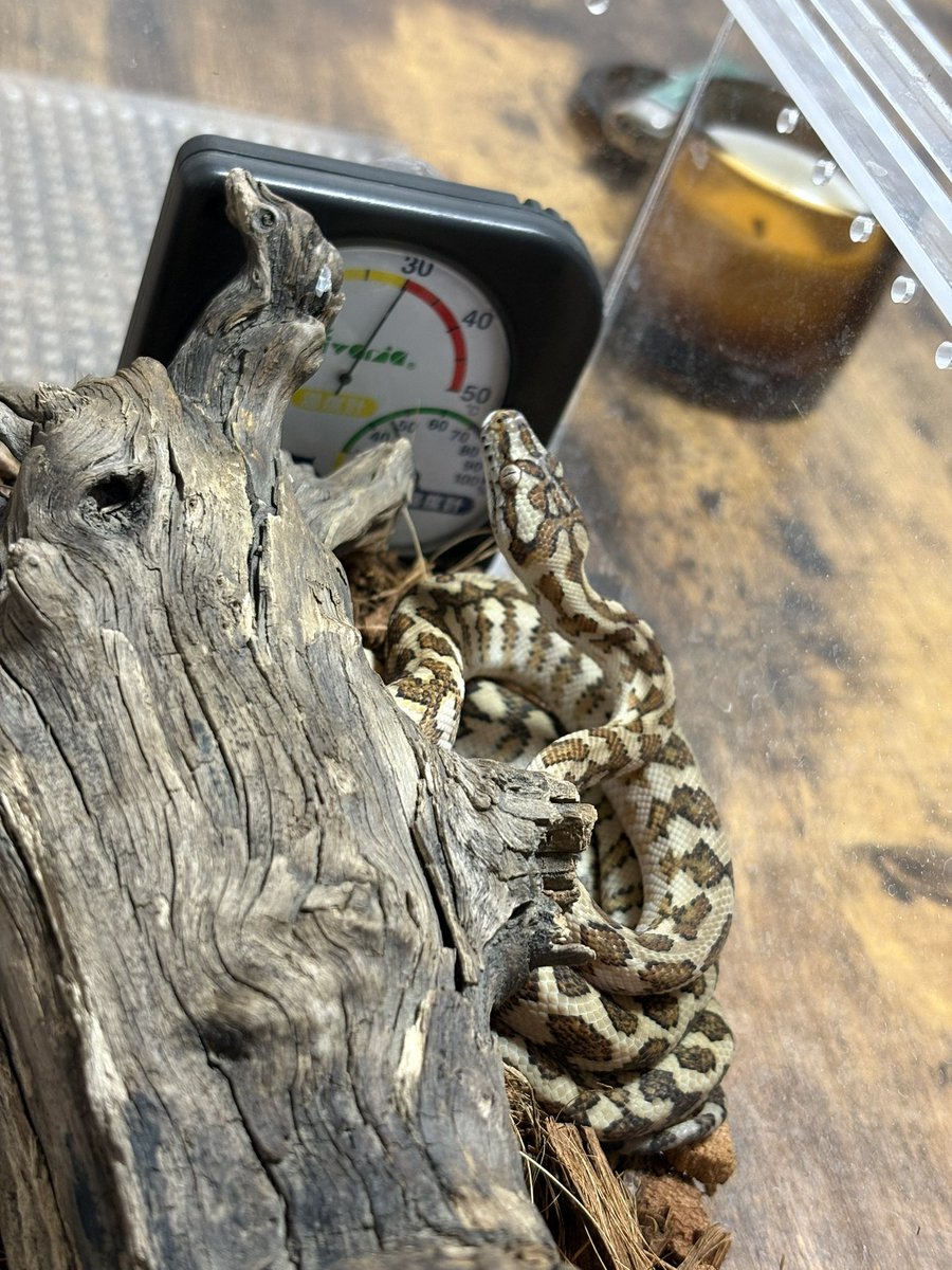 モロッコヨーグルト tweet media