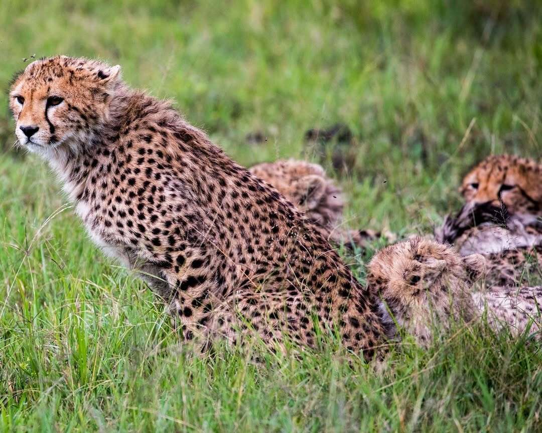 Saruni Basecamp tweet media