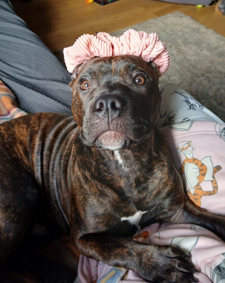 Mike Petalengro tweet media