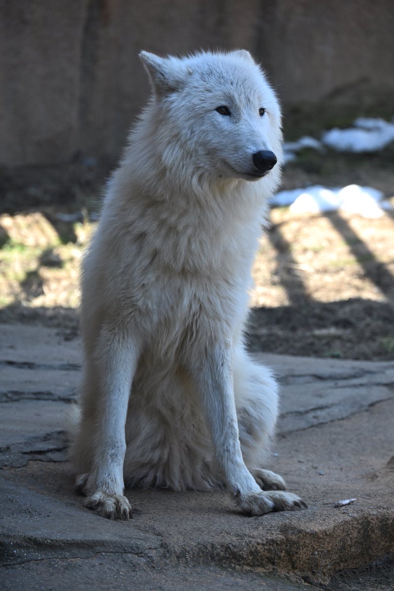 しっぽう tweet media