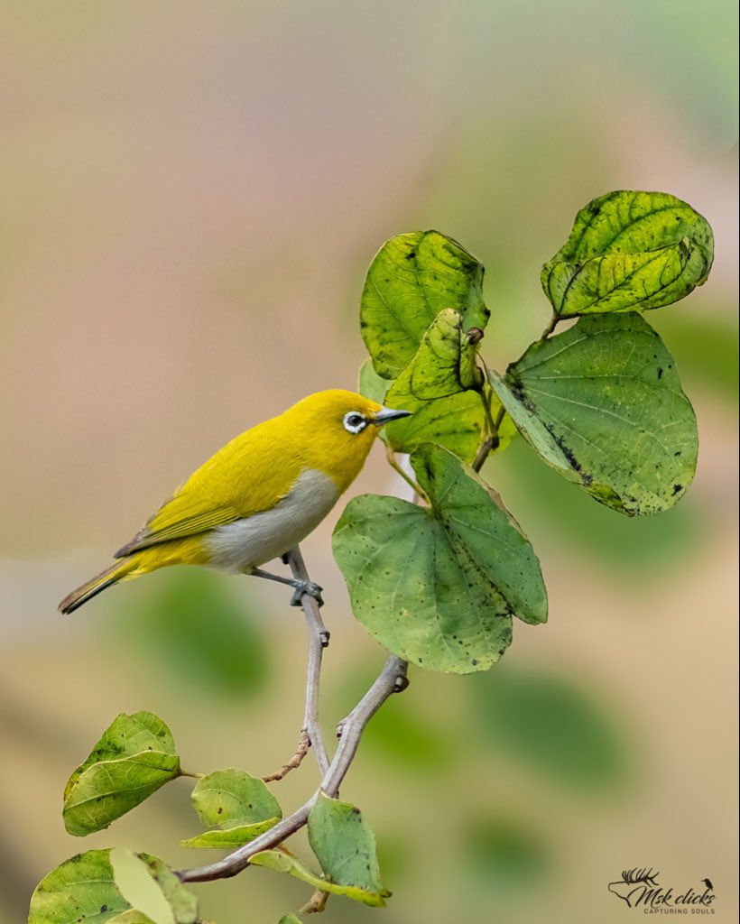 mskclicks's tweet photo. Indian White eye

#wildlife #nature #birds #birdphotography #x #trending #mountabu https://t.co/rgFlYjJO81