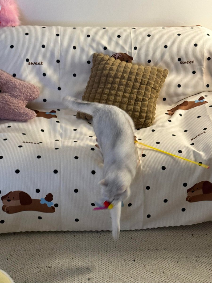 radityamitsui tweet media