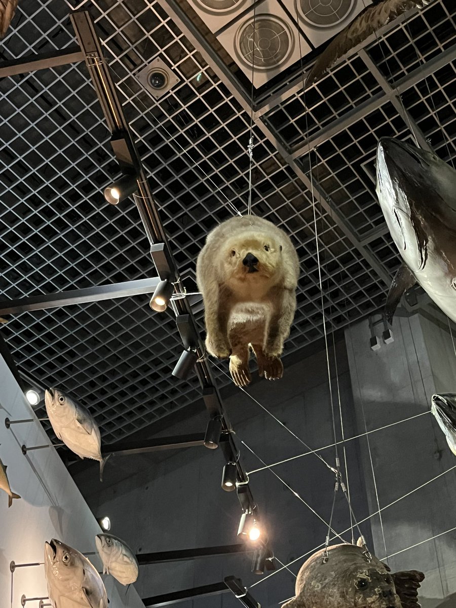 ばぶお tweet media