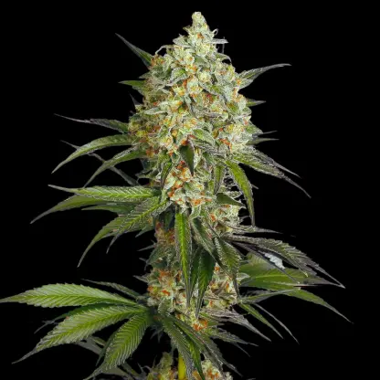 cannabulkseeds's tweet image. Purple Nebula Fast
Una genética pensada para quienes buscan cosechas más rápidas sin perder calidad
⚡Floración acelerada
🍇Aromas dulces y afrutados
✨Cogollos densos y resinosos
Las Fast Version están cambiando la forma de cultivar.
#cannabisseeds #fastversion #cannabisgenetics