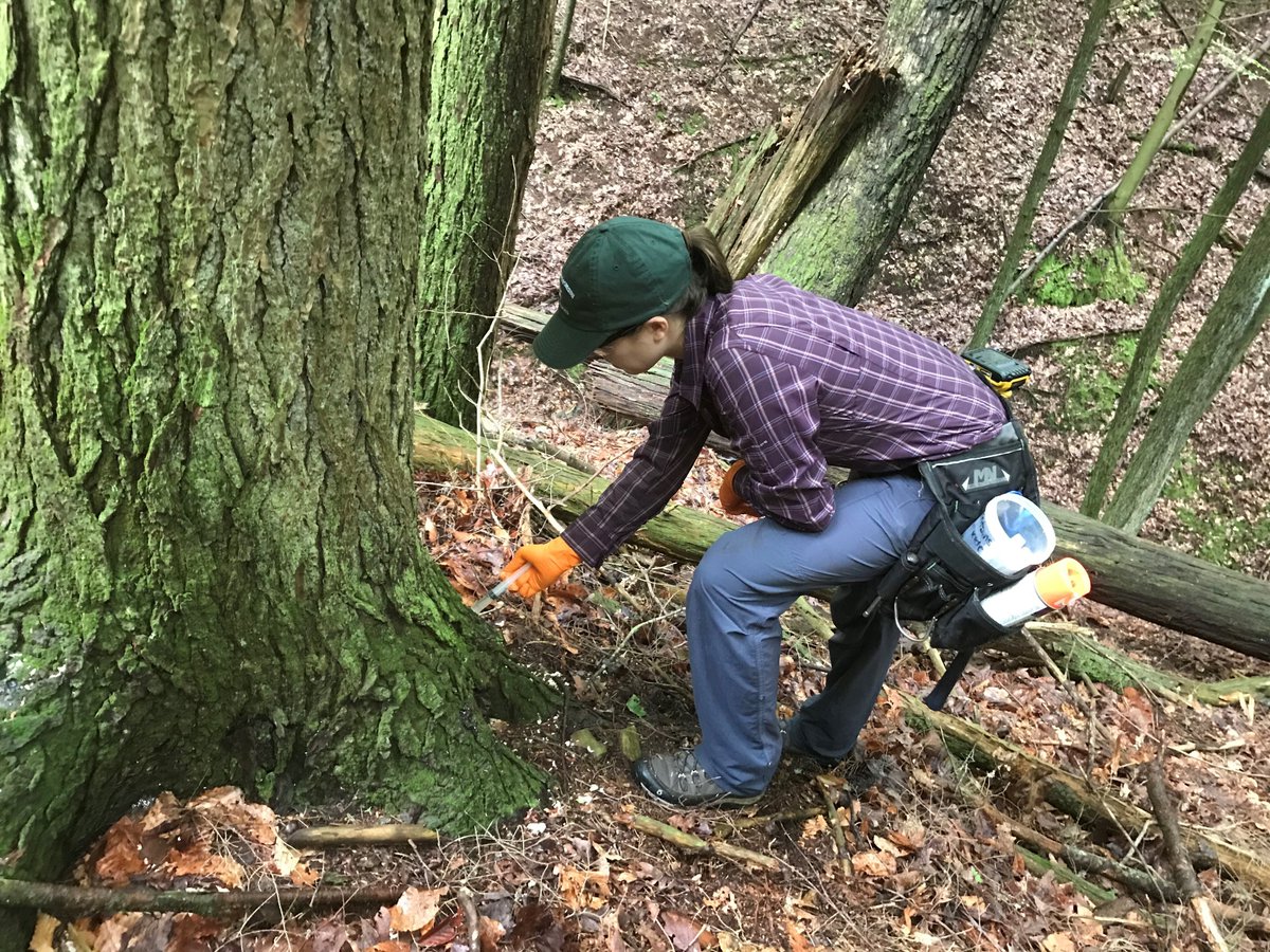 ohiodnr's tweet image. ODNR is now accepting applications through March 20 for a first-of-its-kind program that will provide funding to help landowners battle an invasive insect called the hemlock woolly adelgid (HWA) in their woodlands. ohiodnr.gov/discover-and-l… #hemlock #forestry #invasive