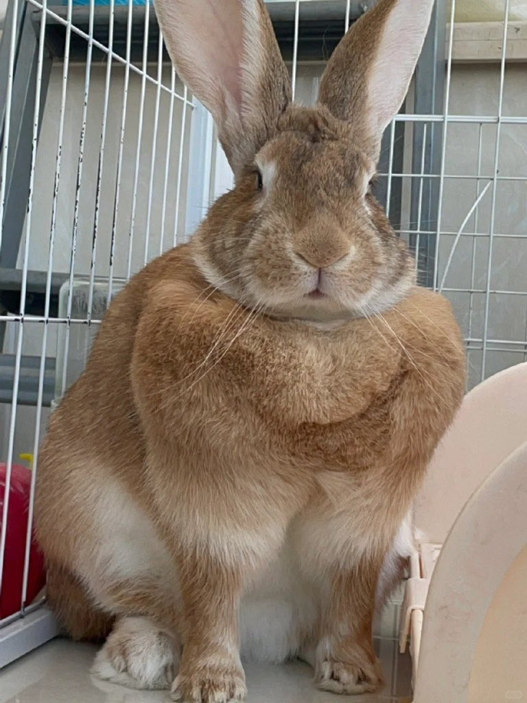 กระต่ายกล้ามปูตัวแรกของโลก