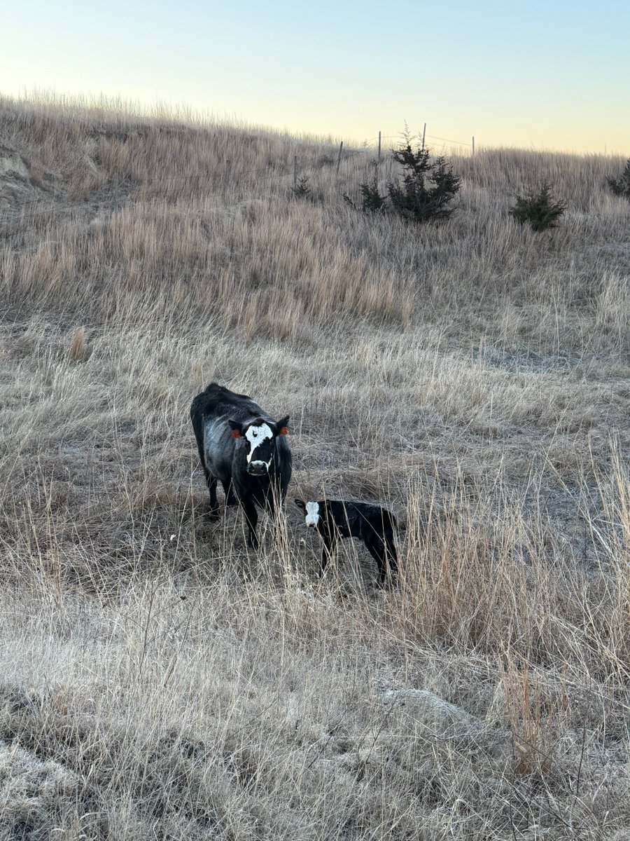 Curtis Stallbaumer tweet media