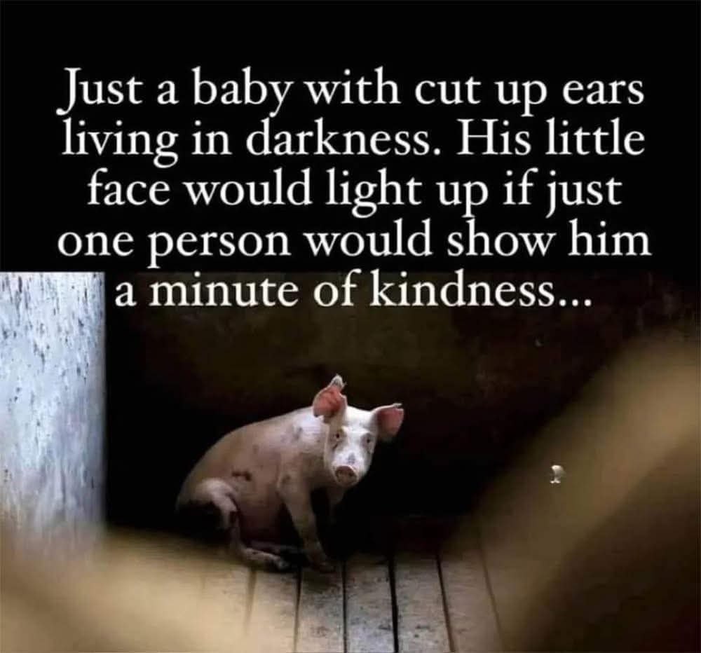 😢💔Please turn your back on the cruel meat and dairy industry as it is barbaric and just nasty 🙏🏼