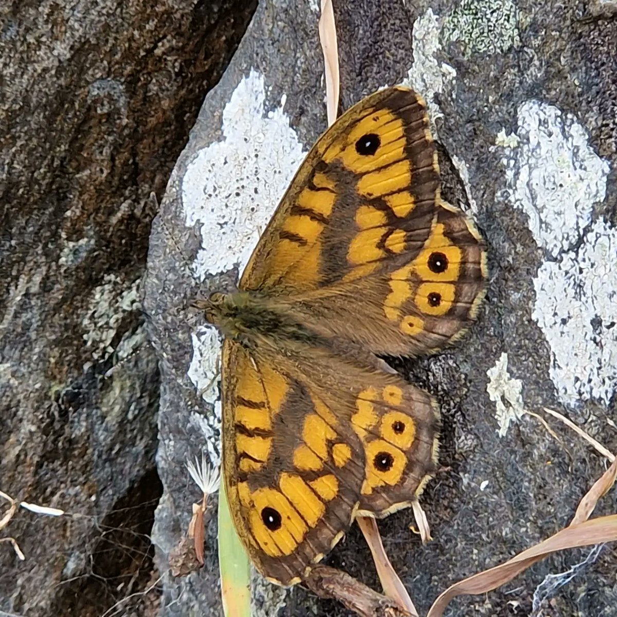 Natural Derbyshire Tours tweet media