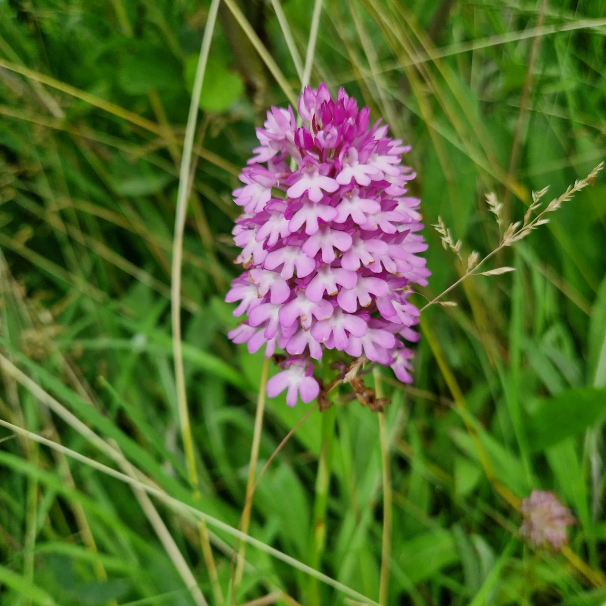 Natural Derbyshire Tours tweet media