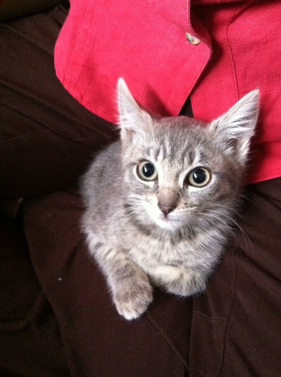 mia 🐇🇵🇸 tweet media